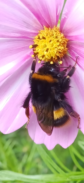 Whitby Park Community Garden